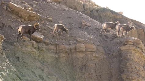 Rocky Mountain Bighorn Sheep Standing On Edge Of Cliff Stock Video