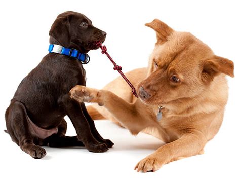 Dog Tug Of War Stock Photos Pictures And Royalty Free Images Istock