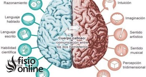 Hemisferio Cerebral Qué Es Dónde Se Sitúa Funciones Y Lesiones