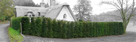 It looks just like the real thing and comes in large square tiles that clip together easily, creating a seamless green cover. Individual Hedging Plants from Practicality Brown