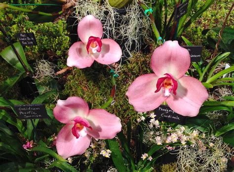 Wsmagnet Orchids As Houseplants Featured The Garden April 20
