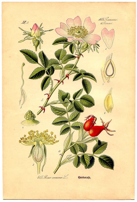 Instant Art Printable Wild Rose Botanical 4 The Graphics Fairy