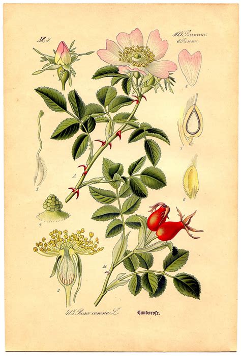 There are a few of your traditional canvasses and framed paintings, but if you're looking for something a little different, make sure you make it all the way to the metal wall decor and wall murals at the end! Instant Art Printable - Wild Rose Botanical # 4 - The ...