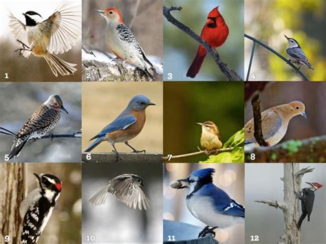 10 birds you can spot in your backyard. For the Birds | Wit & Whistle