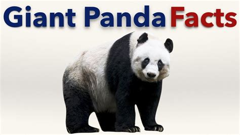 Giant Panda Facts Youtube