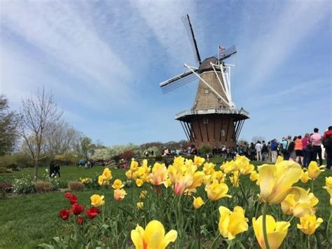 Holland Tulip Festival 2024 Insiders Best Tulip Time Tips