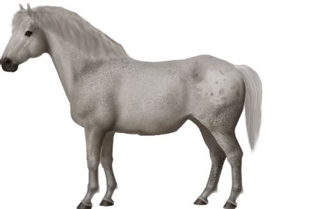 In 1968 there were 210 yonaguni horses. Horse Breeds - Noma Pony • Horse World Online