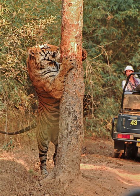 The Iconic Tigers Of India Nature Infocus
