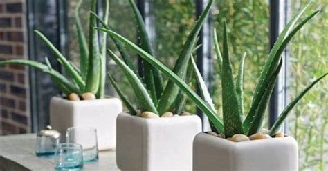 10 Best Indoor Low Light Succulents Sublime Succulents