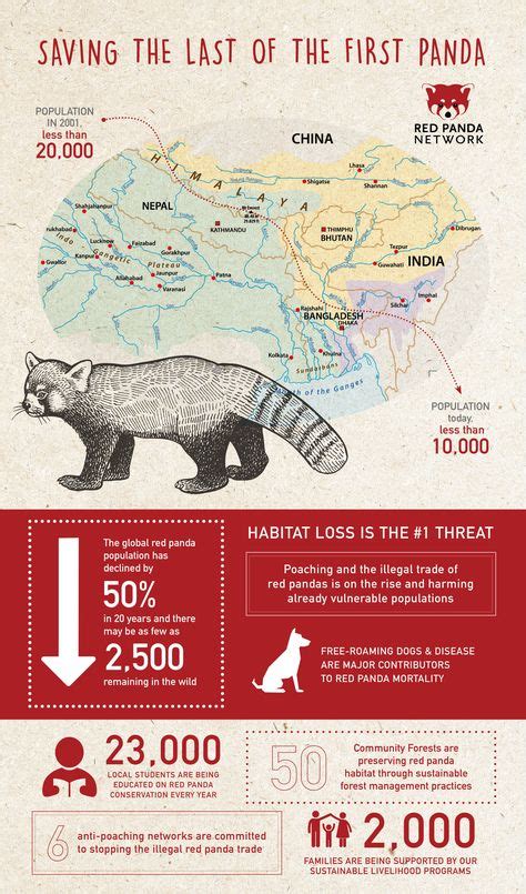10 Red Panda Infographics Ideas In 2021 Red Panda Panda Facts Panda