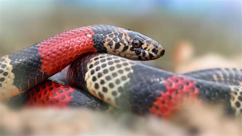 Download Coral Snake Resting Atop Its Body Wallpaper