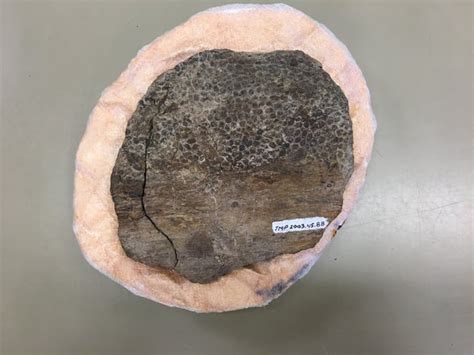 I Really Want To Touch It U Of A Experts Discover Dinosaur Skin