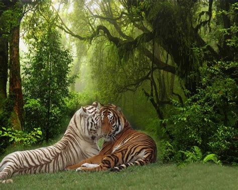 Wallpaper tiger tigers animals birds siberian bengal white artists make dont real 3d abstract quality. Beibehang Custom photo wallpaper 3D stereo animal forest ...