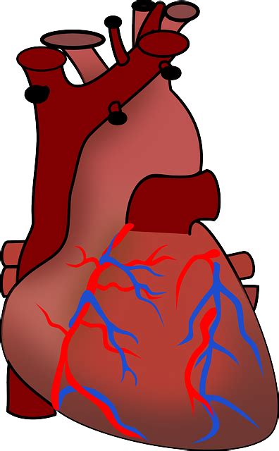 Heart Anatomy Circulation · Free Vector Graphic On Pixabay