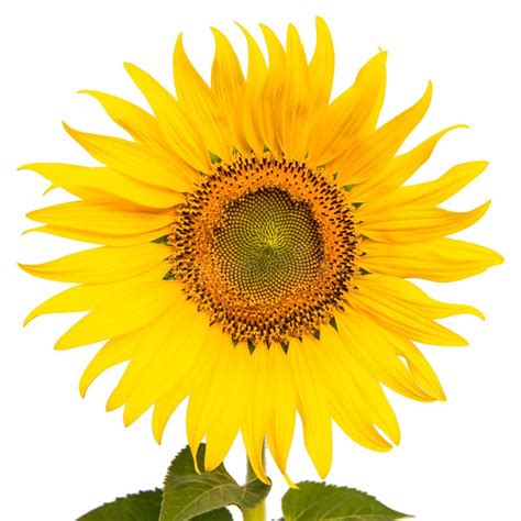 Single Sunflower Isolated Stock Photo Image Of Colorful 36442968