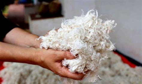 Clothing From Vegan Wool Fibres Textile Magazine Textile News