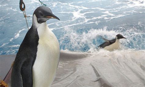Happy Feet The Lost Emperor Penguin Found In New Zealand Is Returned To Antarctica After Life