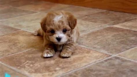 These maltipoo puppies are currently for sale on our website! Skeeter.Nikki.maltipoo.puppies.for.sale - YouTube