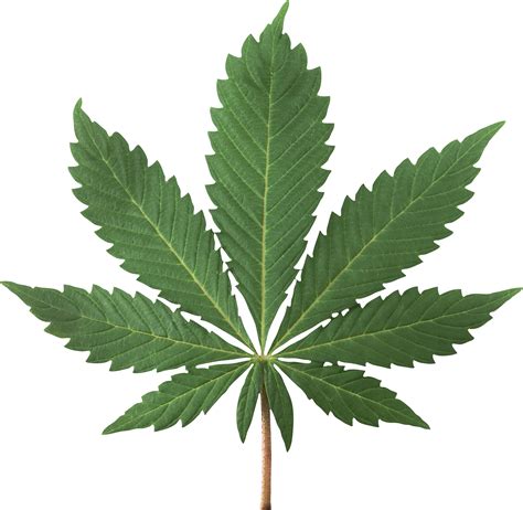 Cannabis Png Transparent Image Download Size 1946x1898px