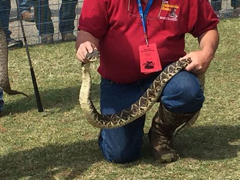 Rattlesnake Rodeo Returns To Opp