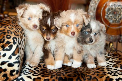 Our puppies are farm and home raised, being well socialized with kids, horses, and other dogs. Toy Red Merel Tarzan: Miniature Australian Shepherd puppy ...