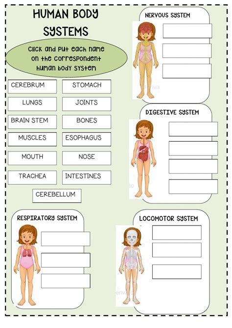 Free Printable Body Systems Worksheets Anatomy Worksheets