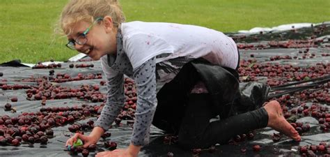 Cherry Chaos Mushy Way To Have Fun Otago Daily Times Online News
