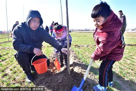 China Mulls Enshrining Tree Planting Day In Law Cn