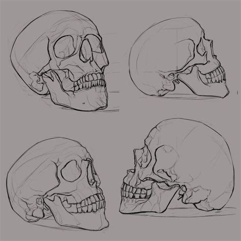 Four Different Types Of Skulls Are Shown In This Drawing Lesson Which