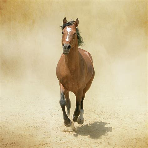 Bay Horse Galloping In Dust Greeting Card By Christiana Stawski