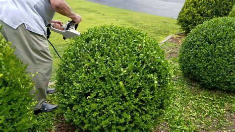 Free estimates from local tree pruning services in your area. How to trim a perfectly round shrub. | How to trim bushes ...