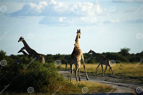 Worlds Tallest Mammal The Giraffe Stock Image Image Of Herbivorous