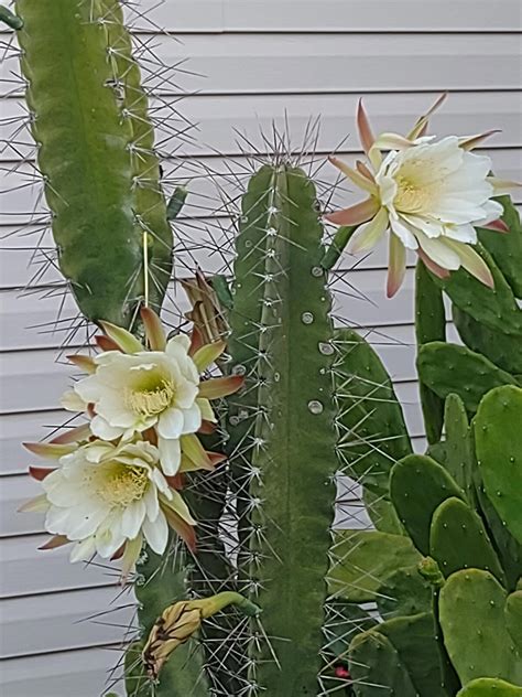 My Cactus Has Been Blooming Like Crazy This Year Caroline