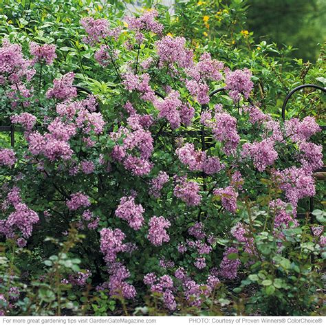 Landscape plants for the arizona desert arizona municipal water. Must-have shrubs | Garden Gate