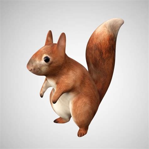 Squirrel 3d Model Rigged And Low Poly Game Ready Team 3d Yard