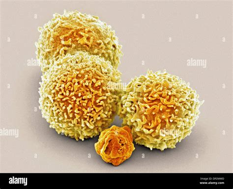 White Blood Cell And Platelet Sem Stock Photo Alamy