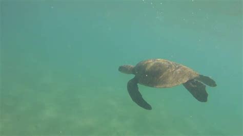 Anini Beach Snorkeling With See Turtle Kauai Youtube