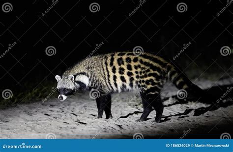 Close Up African Civet Civettictis Civetta Night Photo Of Wild