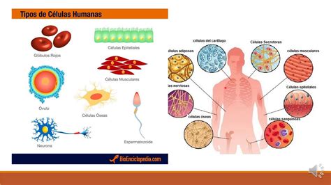 Diferentes Tipos De Celulas Images And Photos Finder