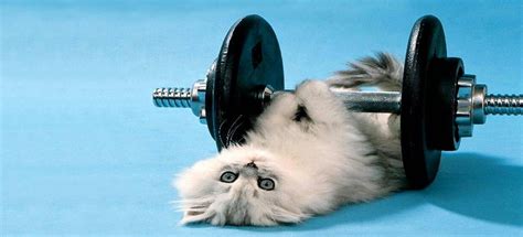 You can use these for your cat's official name or as a fun nickname! Light Weight Dumbbells VS Heavy Weight Dumbbells ...