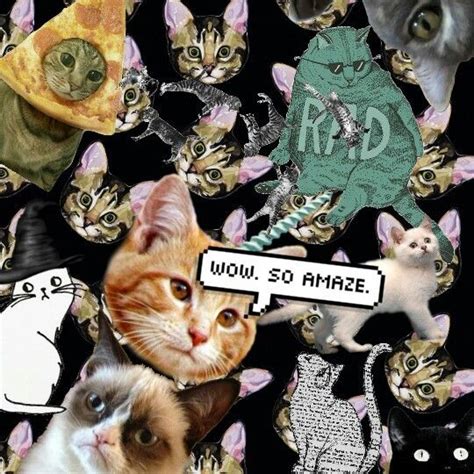 Wallpapers Cat Uploaded By Alessandra Natiele Cat Wallpaper
