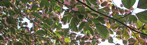 Growing Tricolor Beech Melinda Myers