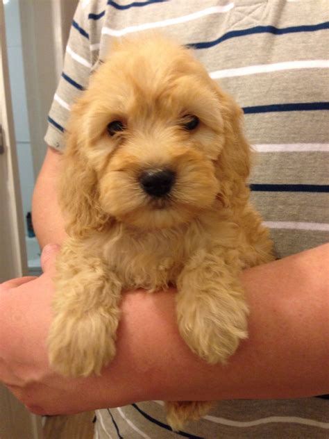 Crosses between the miniature poodle and american cocker spaniel have existed for over 30 years; Gorgeous Golden Cockapoo Puppies ***REDUCED*** | Liverpool ...