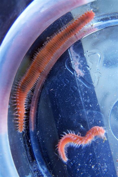 How To Identify Worms In Your Reef Aquarium