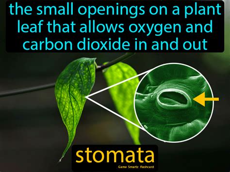 Stomata Definition The Small Openings On A Plant Leaf That Allows