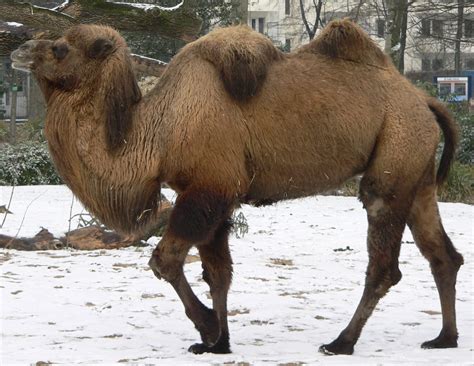 FileCamel seitlich trabend.jpg  Simple English Wikipedia, the free