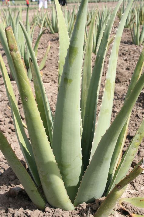 One fact that can help you differentiate a cactus from a succulent is that cacti have an areola, which are auxiliary, visible and protruding buds, generally of light or dark. Épinglé sur Succulents my favorite