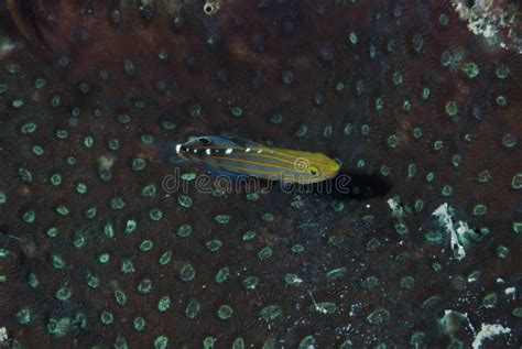 Red Striped Goby Amblygobius Rainfordi Stock Image Image Of Coral