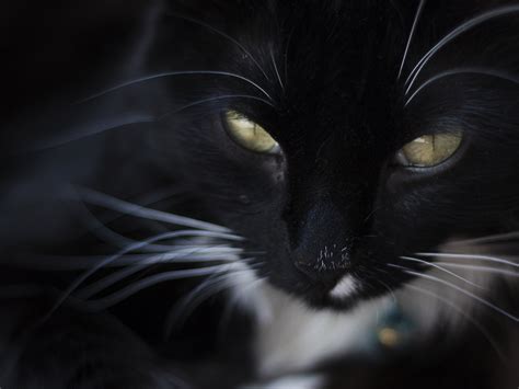 Desktop Wallpaper Black Cat Yellow Eyes Fur Muzzle Hd Image