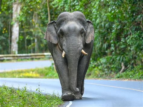 In Eastern India An Elephant Killed A 70 Year Old Woman Before Returning To Trample Her Body